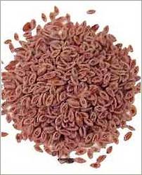 Psyllium Husk Powders Manufacturer Supplier Wholesale Exporter Importer Buyer Trader Retailer in Sidhpur Gujarat India